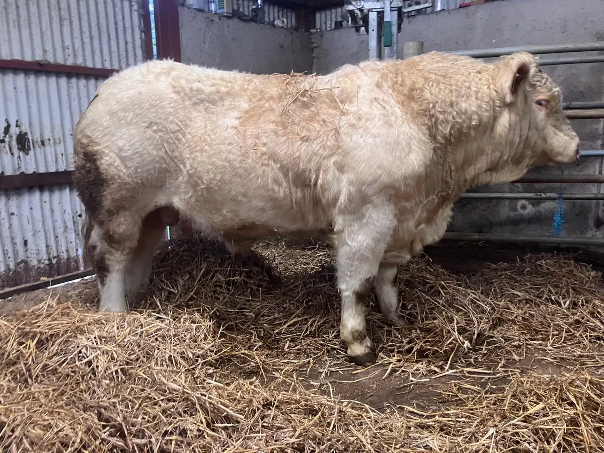 Bull - Image 3
