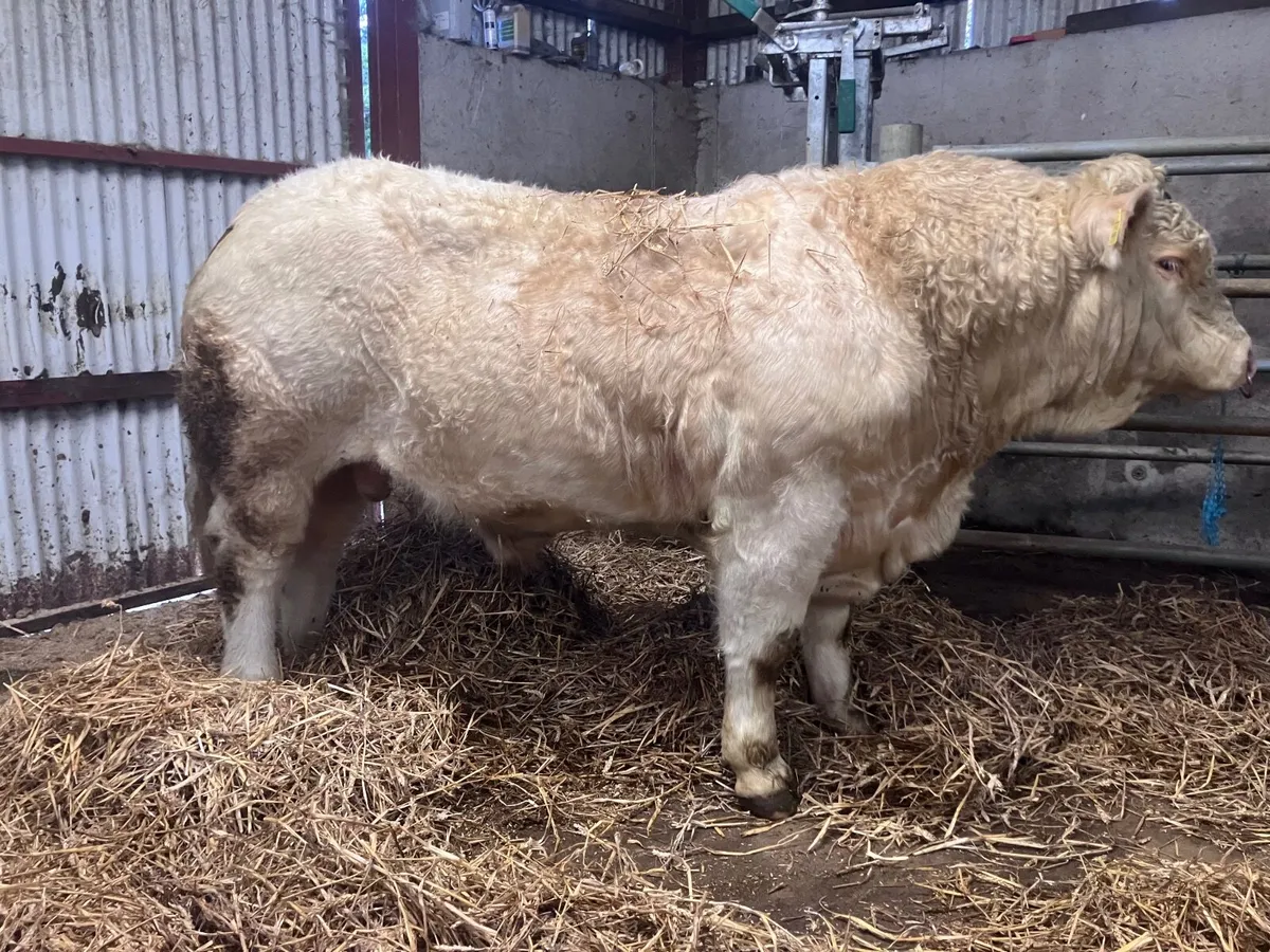 Bull - Image 1
