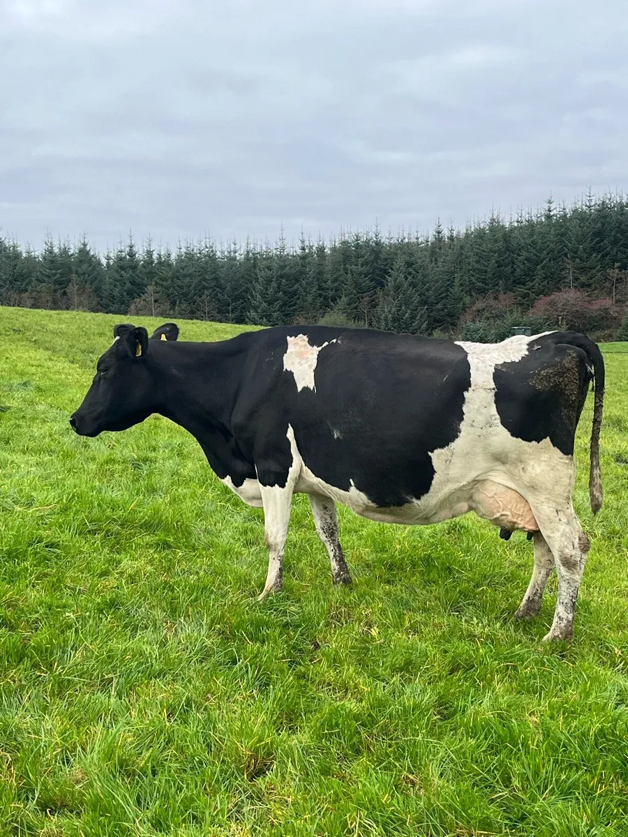 In calf milking cows - Image 1