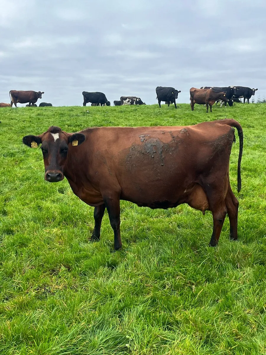 In calf milking cows - Image 2