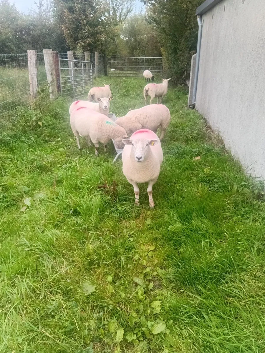 Breeding Ewe Hoggets