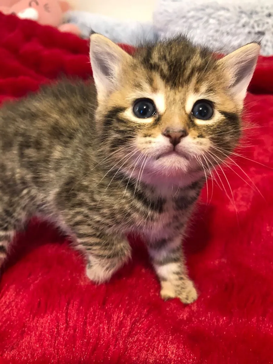 Kittens - Image 1