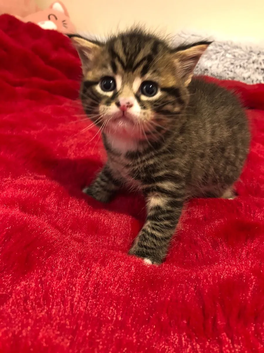 Kittens - Image 2