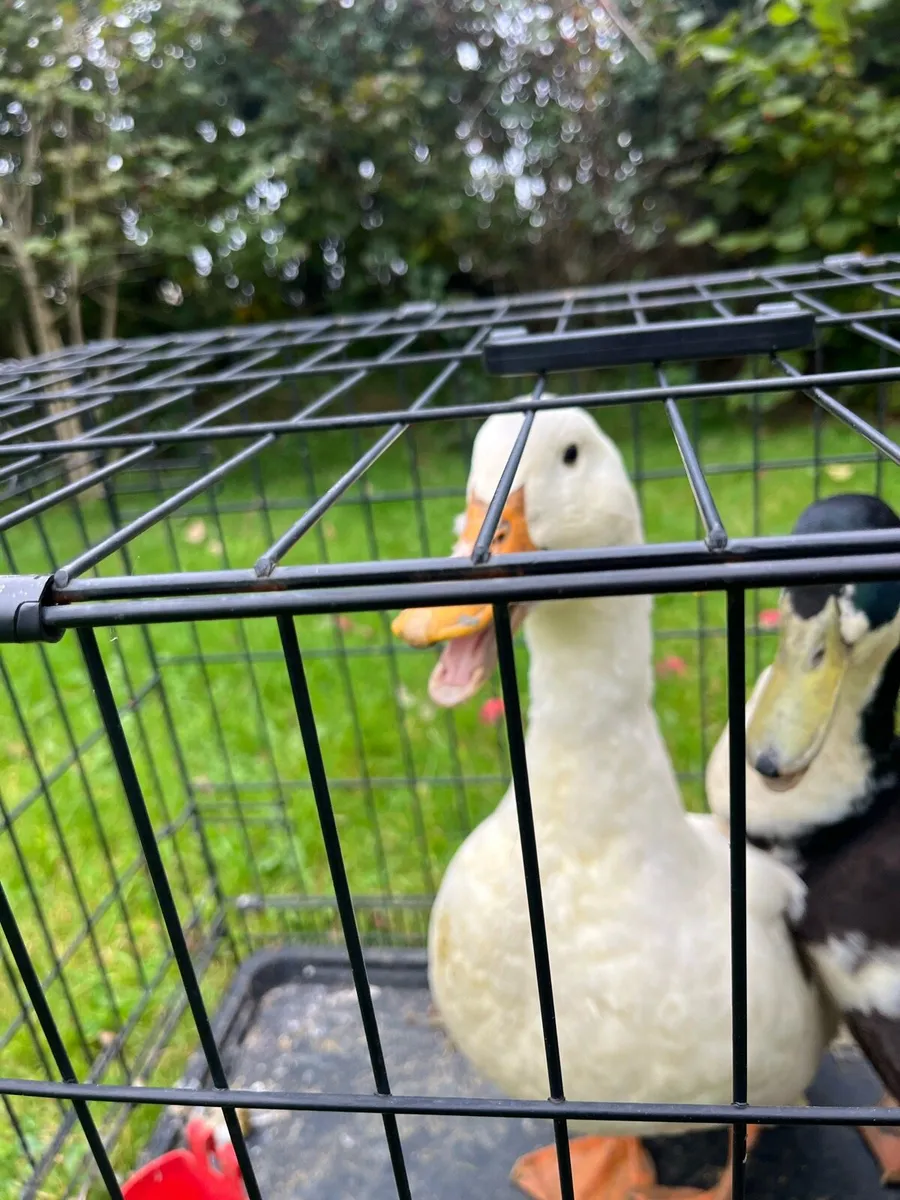 Ducks and drake pair - Image 2