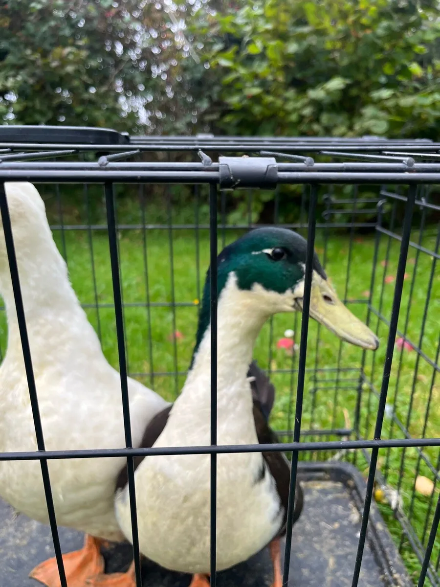 Ducks and drake pair - Image 3