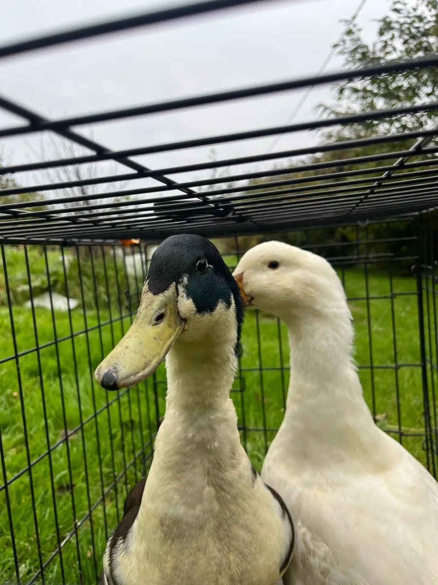 Ducks and drake pair - Image 4