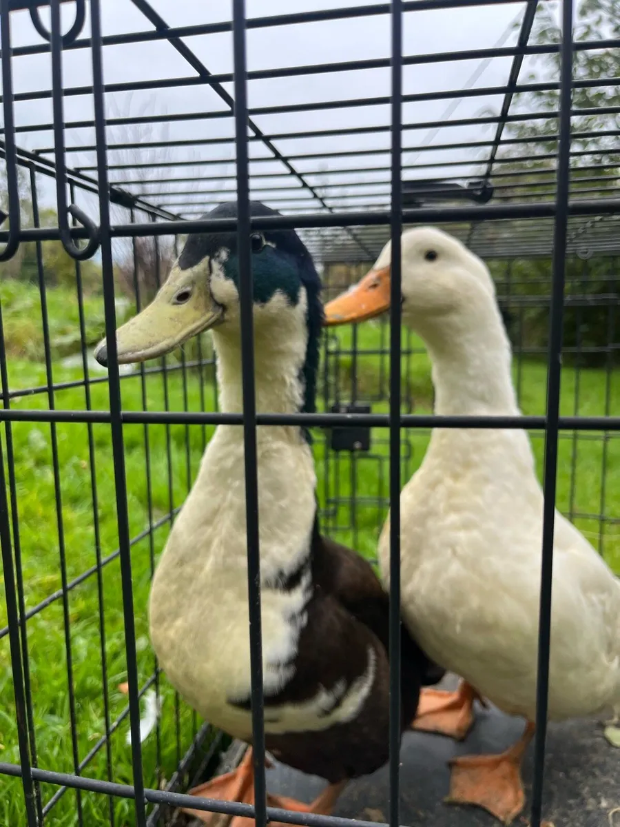 Ducks and drake pair - Image 1