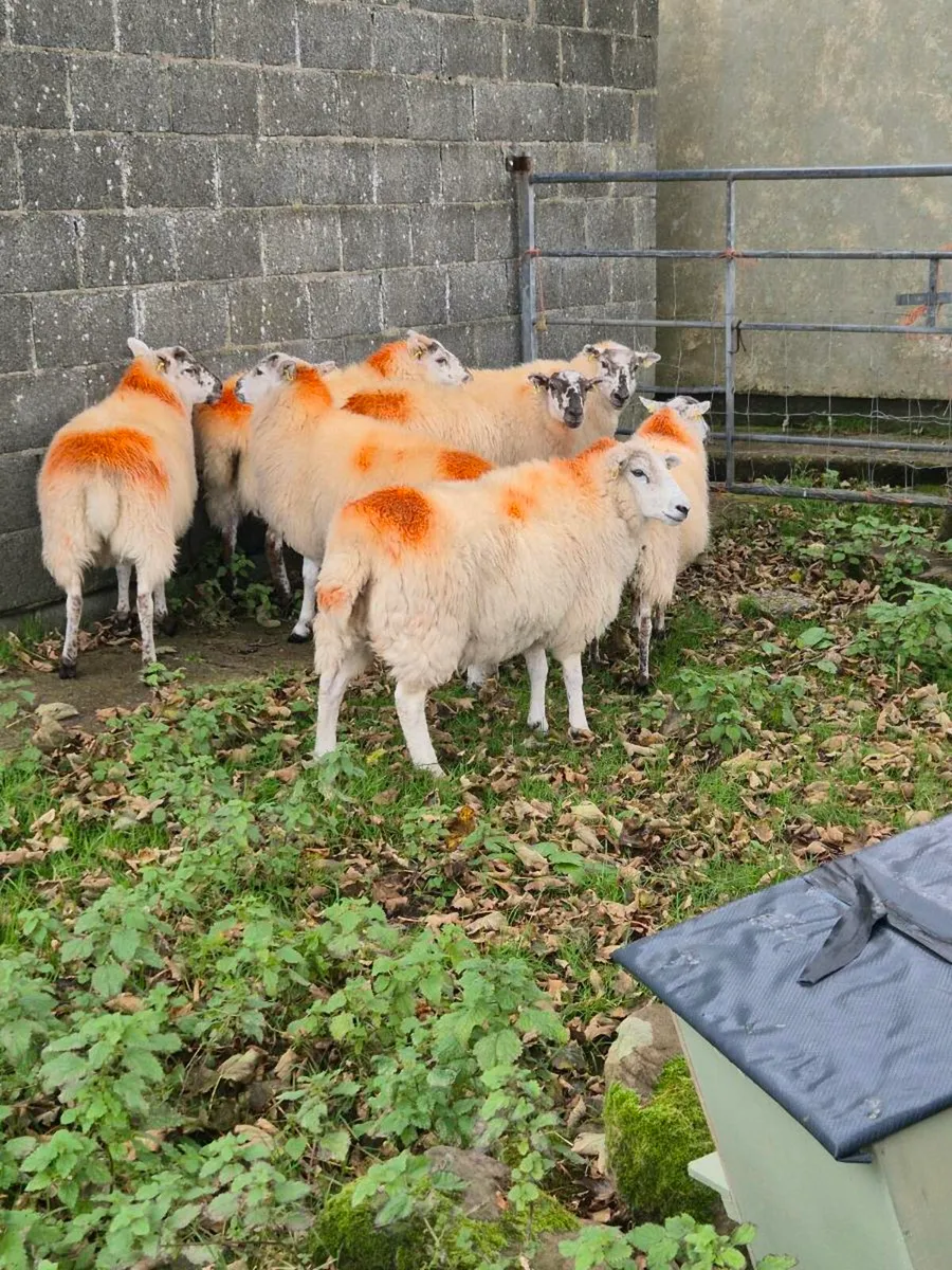 Cross breed hoggets - Image 4