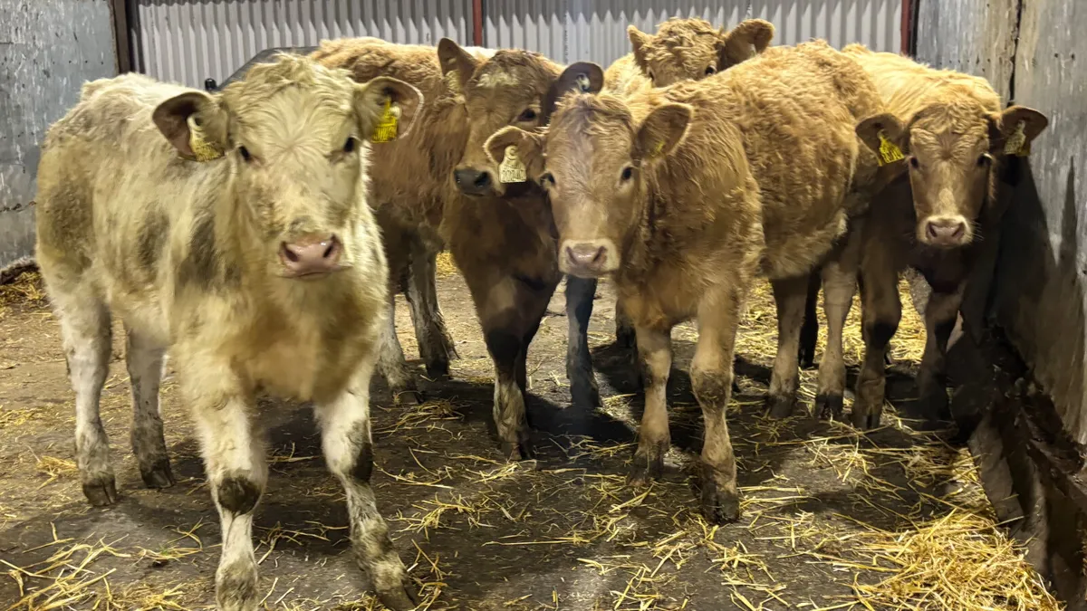 6 Charolais Heifer Wealings - Image 4
