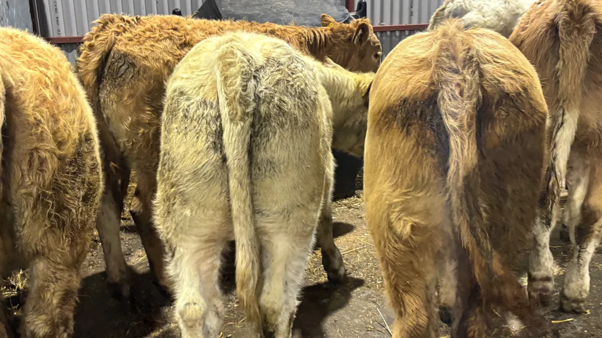 6 Charolais Heifer Wealings - Image 3