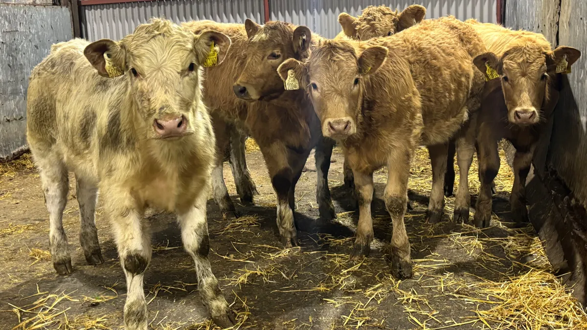 6 Charolais Heifer Wealings - Image 2