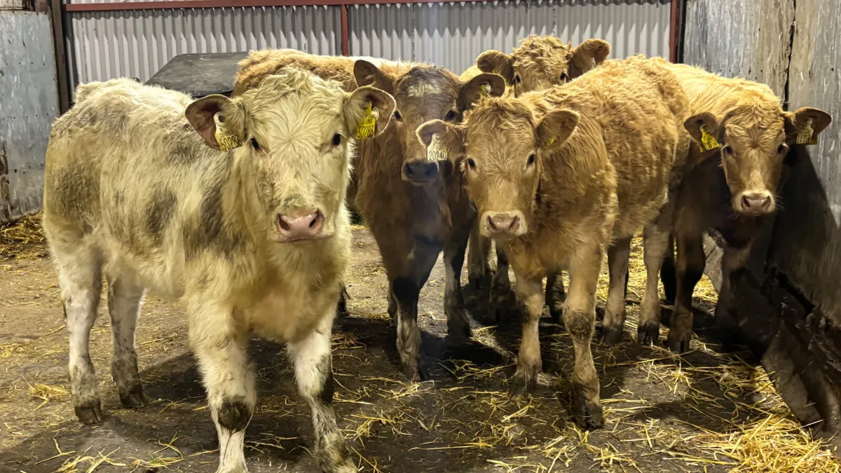 6 Charolais Heifer Wealings - Image 1