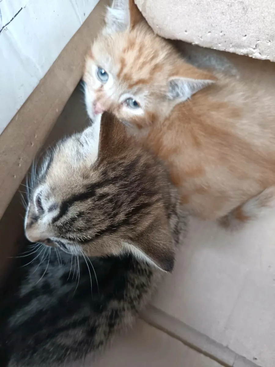 Kittens - Image 1