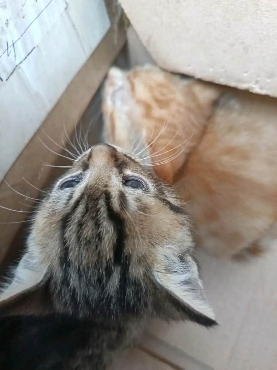 Kittens - Image 2
