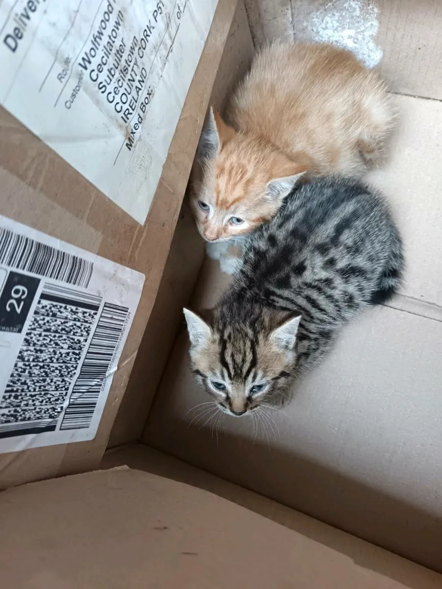 Kittens - Image 3