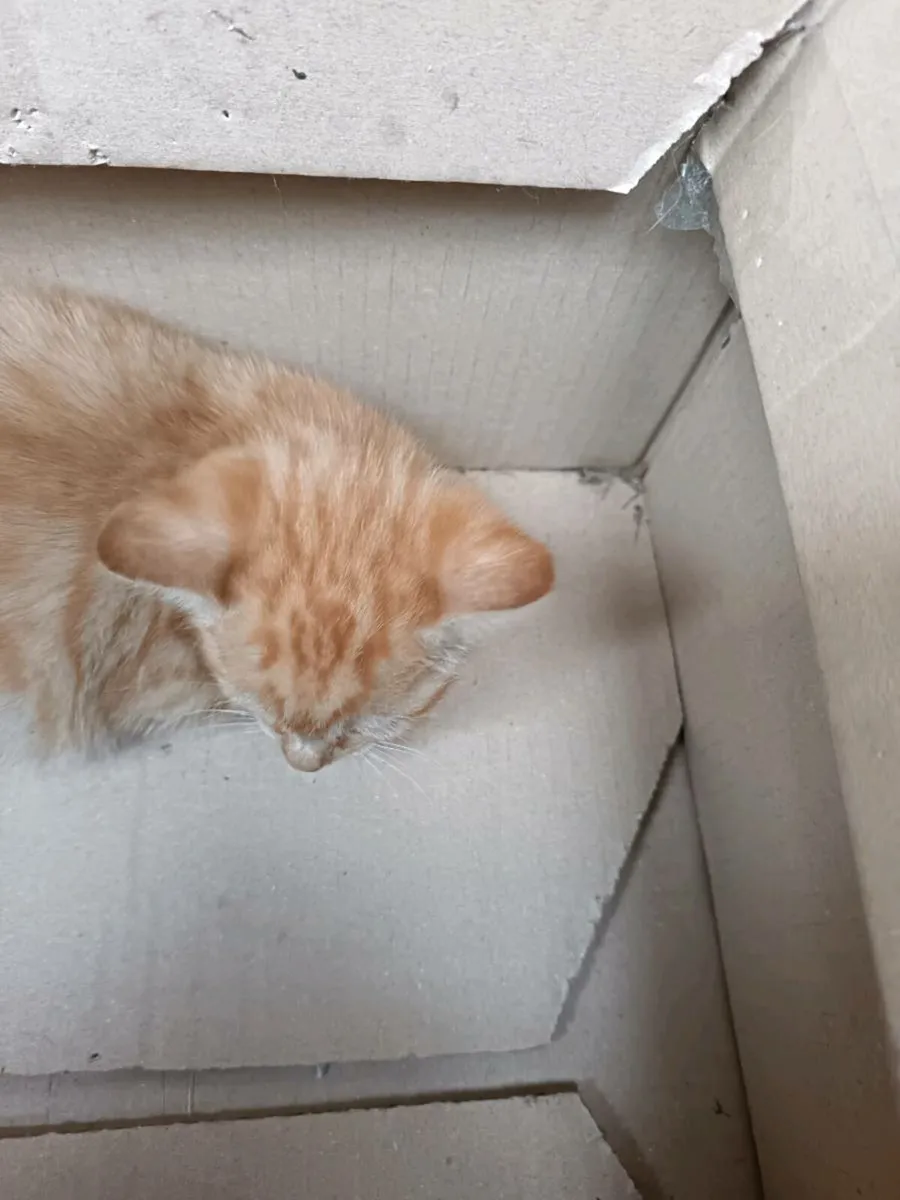 Kittens - Image 4