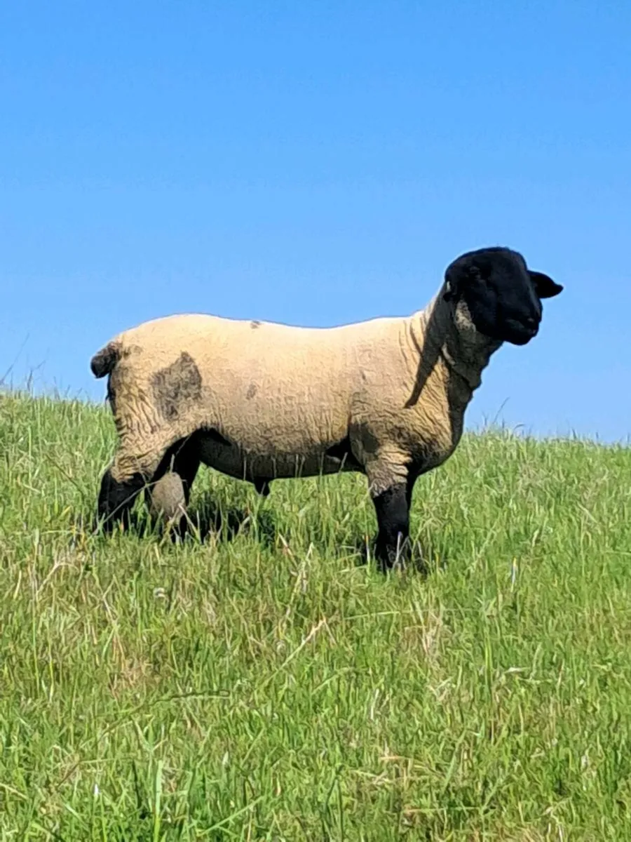 PUREBRED SUFFOLK RAM - Image 1
