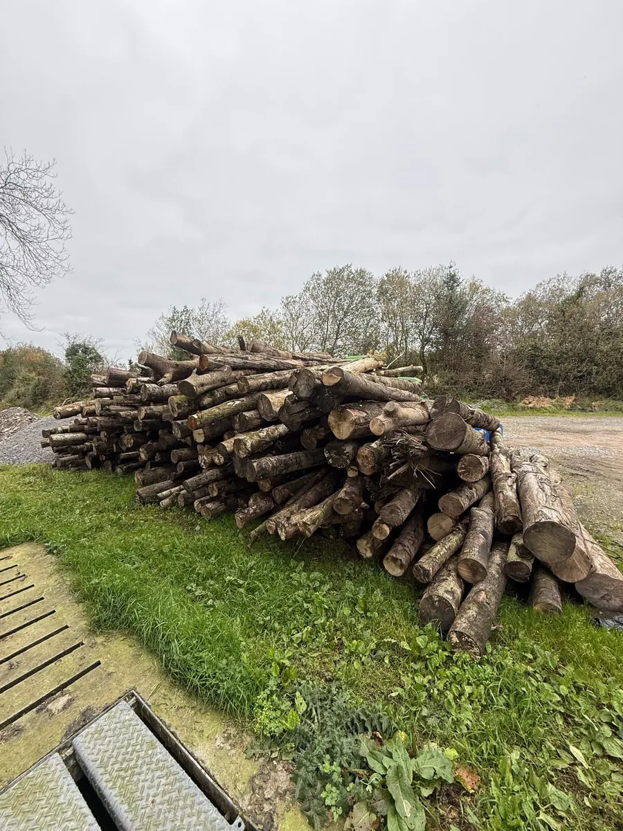birch timber - Image 1