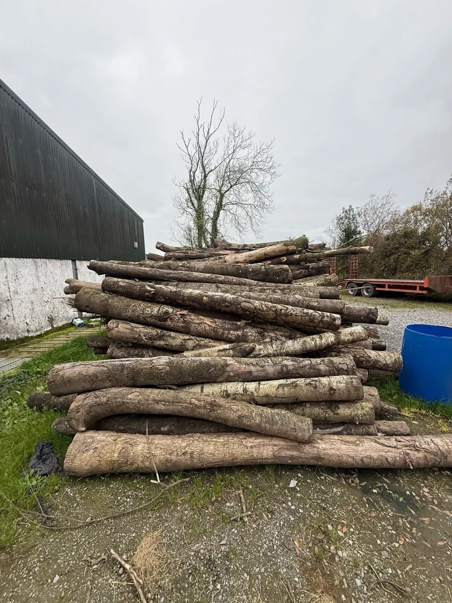 birch timber - Image 2