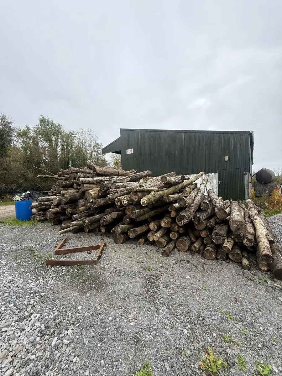 birch timber - Image 3