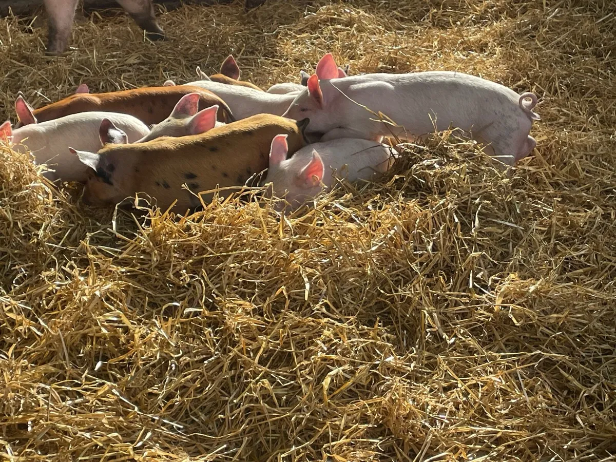 Fully certified Organic Piglets - Image 3