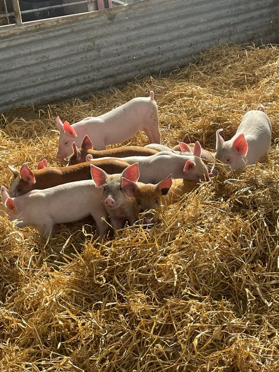 Fully certified Organic Piglets - Image 1