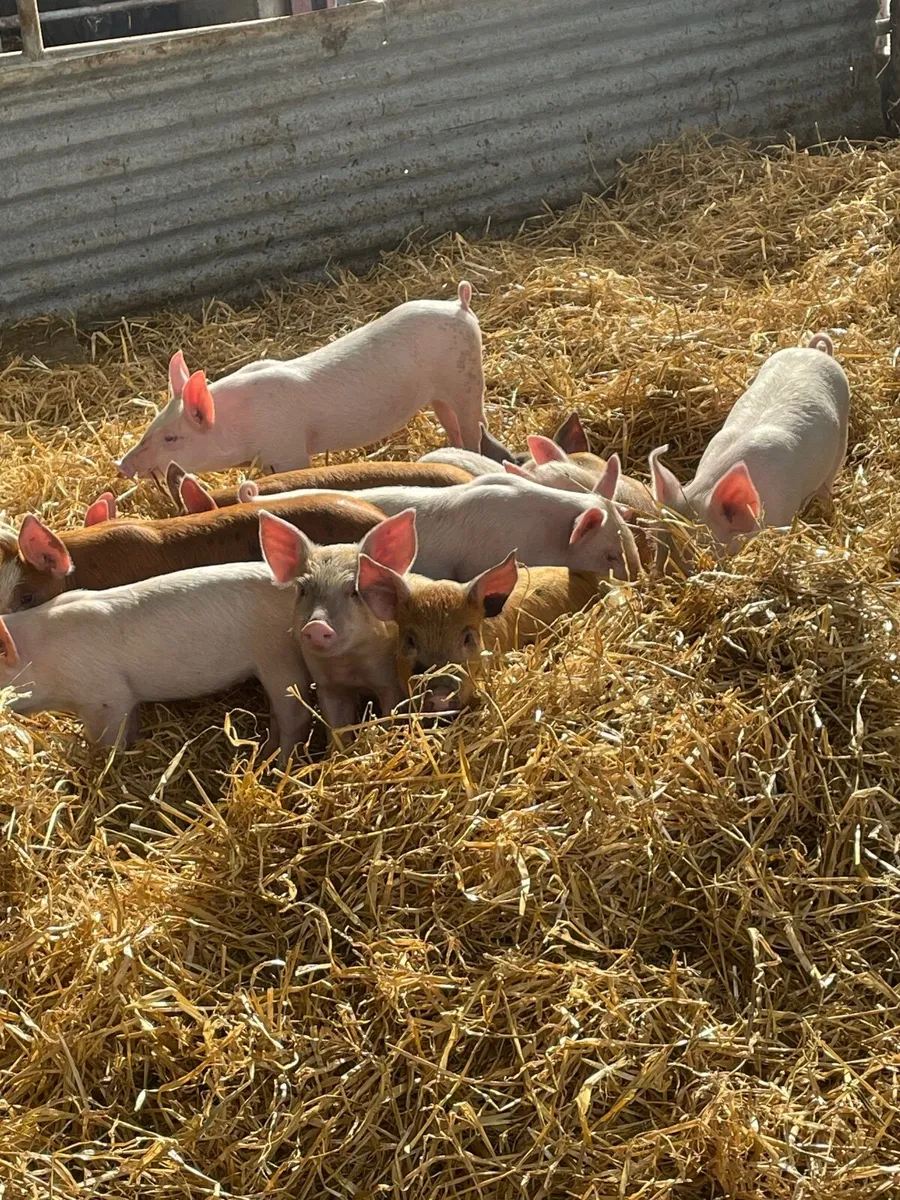 Fully certified Organic Piglets - Image 4
