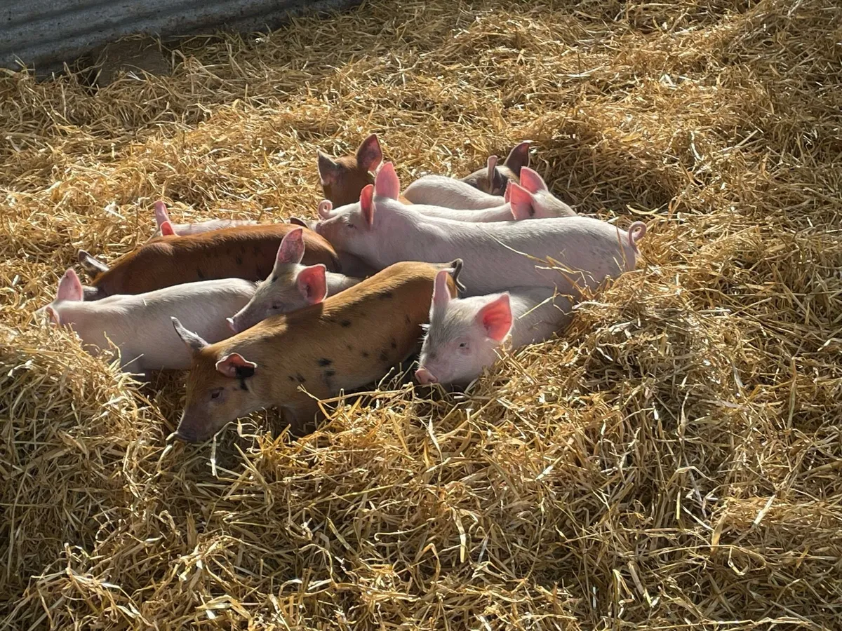 Fully certified Organic Piglets - Image 2