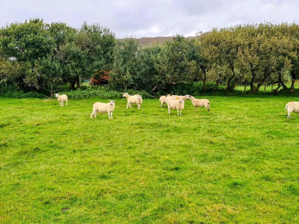 Hoggets - Image 1