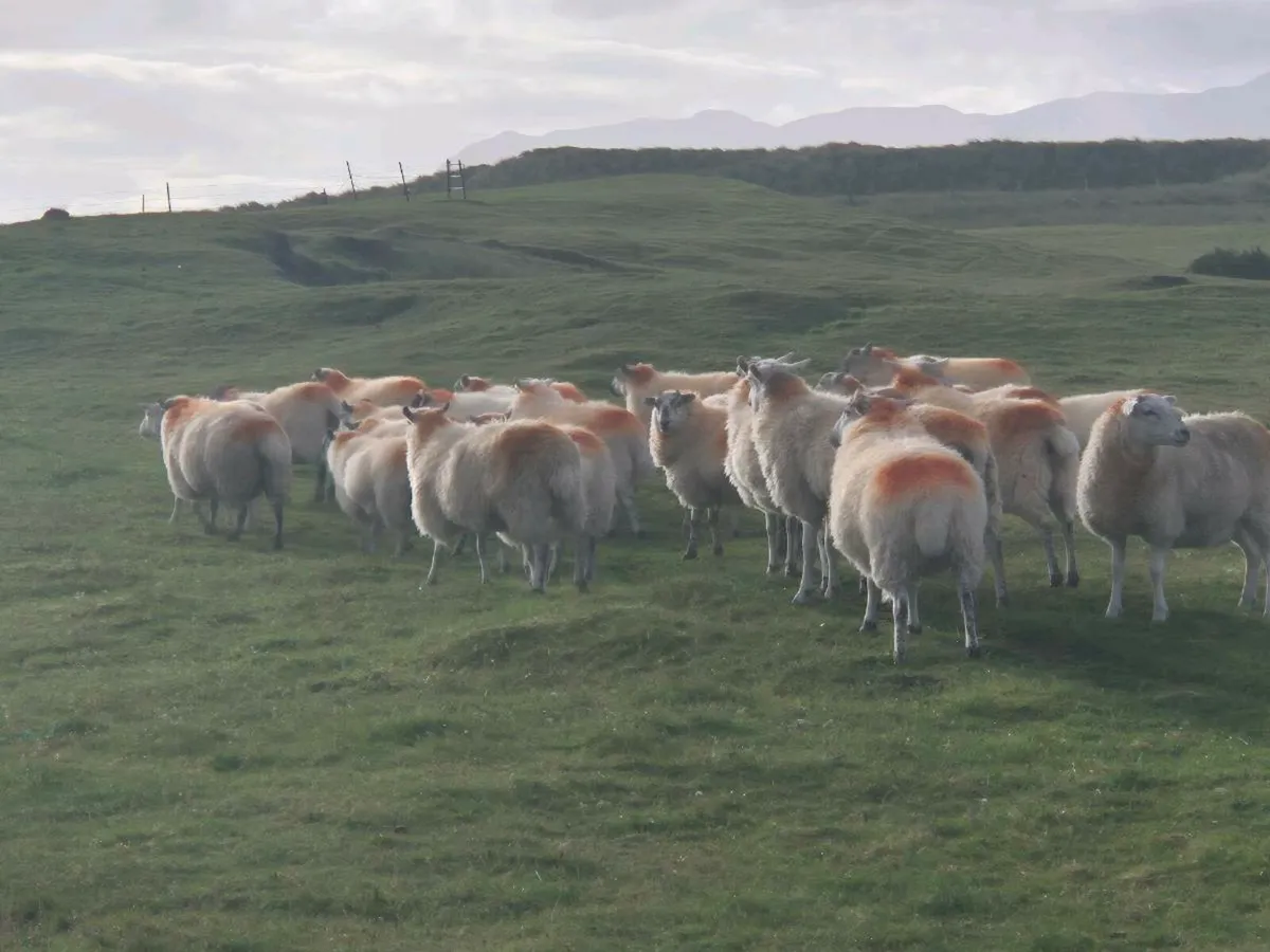 Hoggets - Image 2
