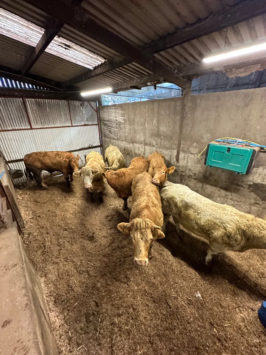 Forward Charolais bullocks - Image 2