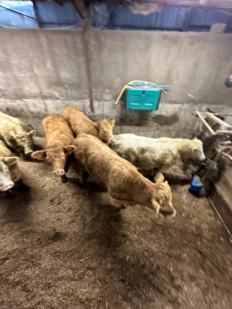 Forward Charolais bullocks - Image 4