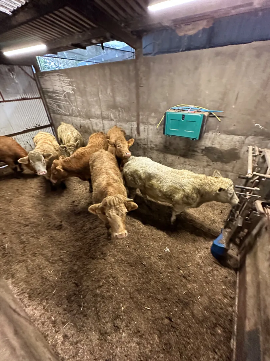 Forward Charolais bullocks - Image 3