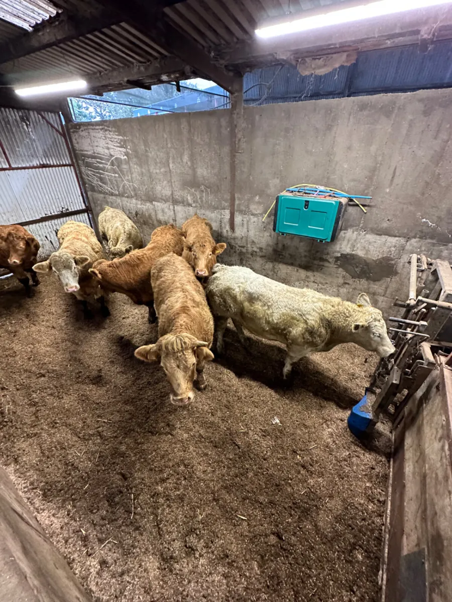 Forward Charolais bullocks - Image 1