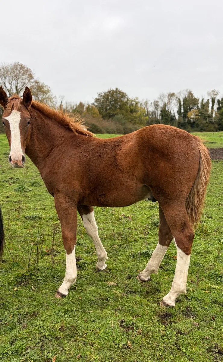 RID Colt Foal - Image 1