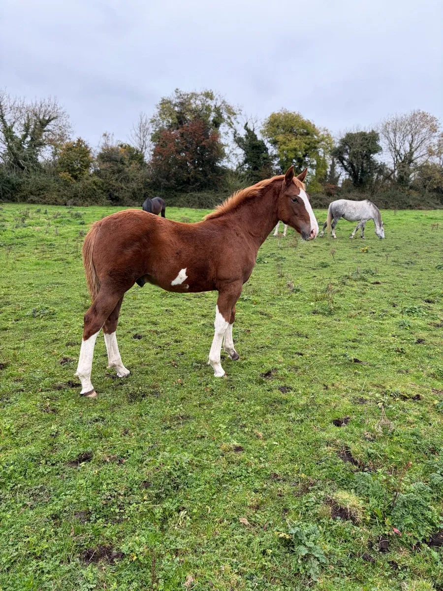 RID Colt Foal - Image 2