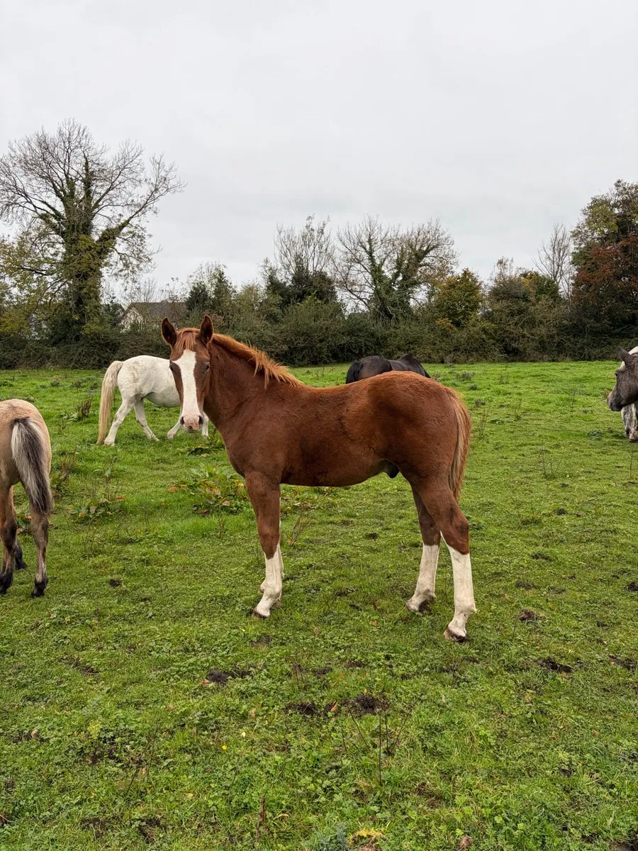 RID Colt Foal - Image 3