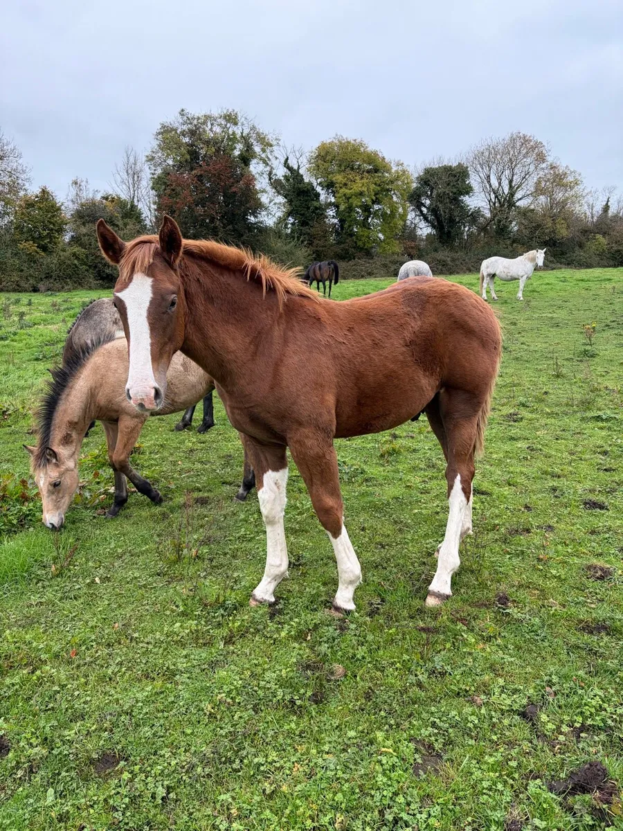 RID Colt Foal - Image 4