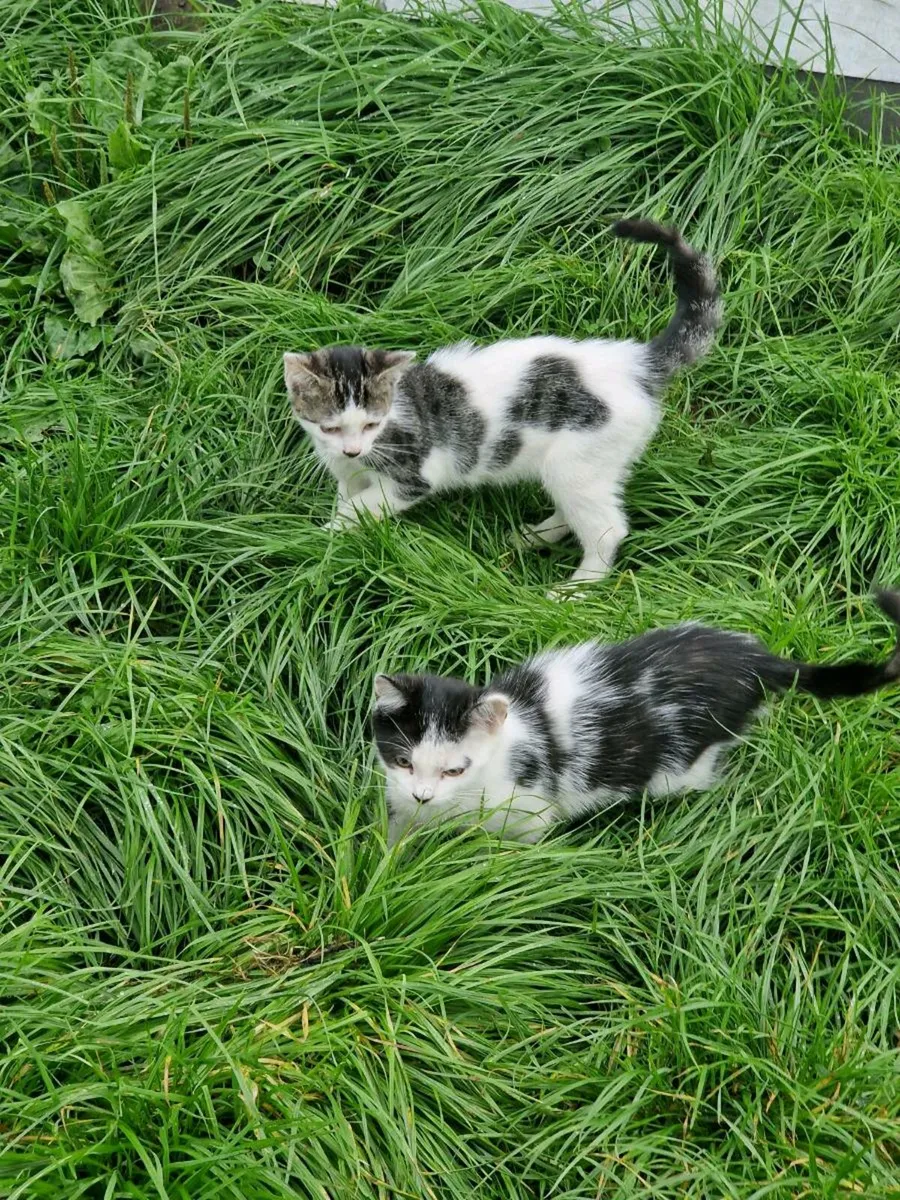 Beautiful Hand-Reared Kittens - Image 1