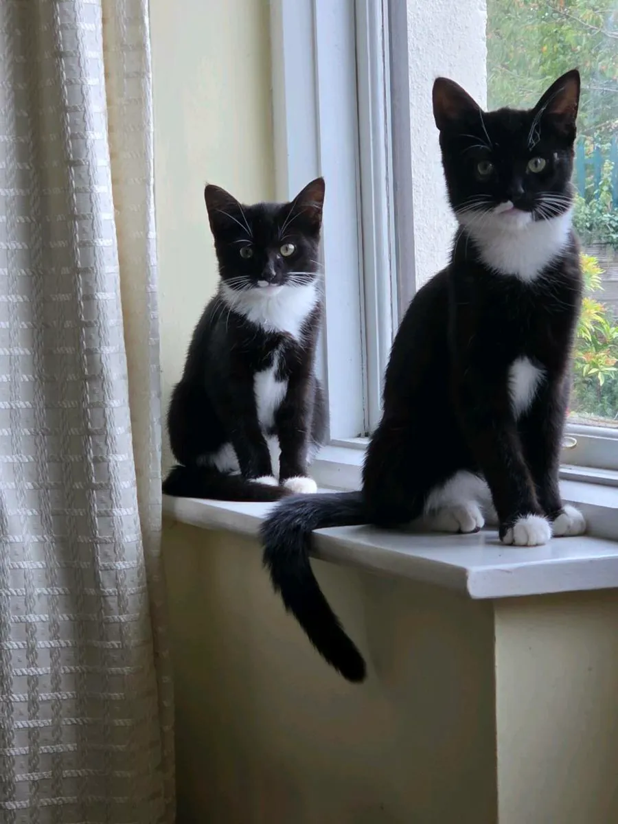 Kittens - Image 1