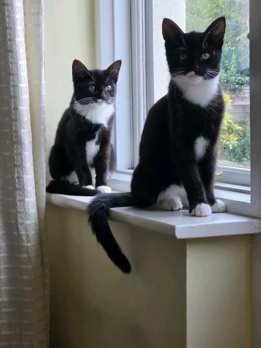 Kittens - Image 2