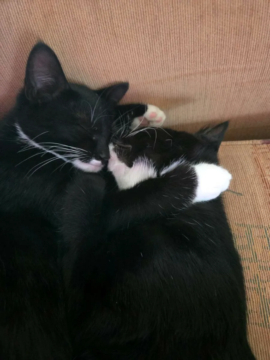 Kittens - Image 4