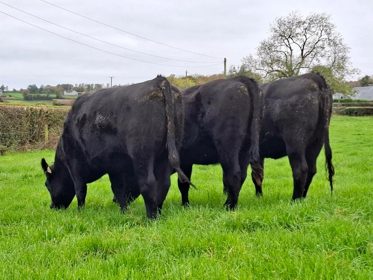 6 AAx Heifers - Image 1