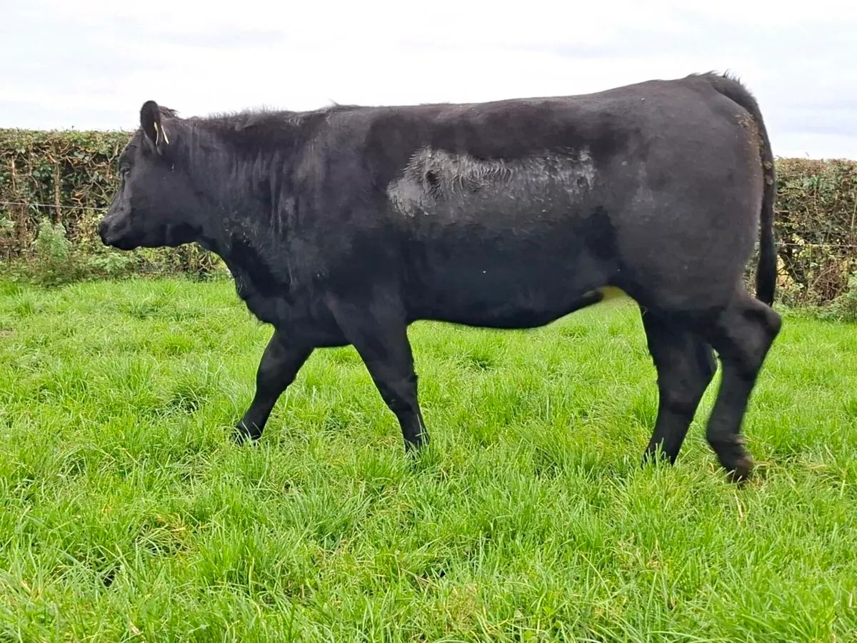 6 AAx Heifers - Image 2