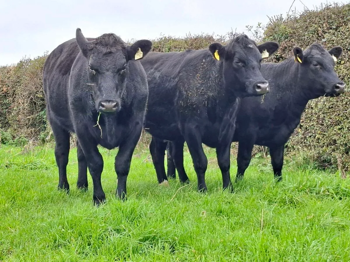 6 AAx Heifers - Image 3