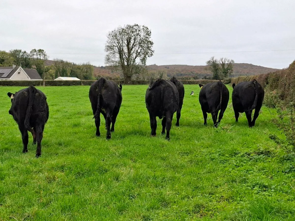 6 AAx Heifers - Image 4