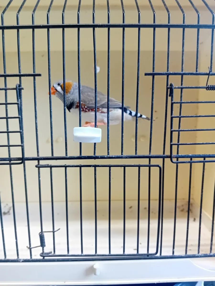 Birds - Image 1
