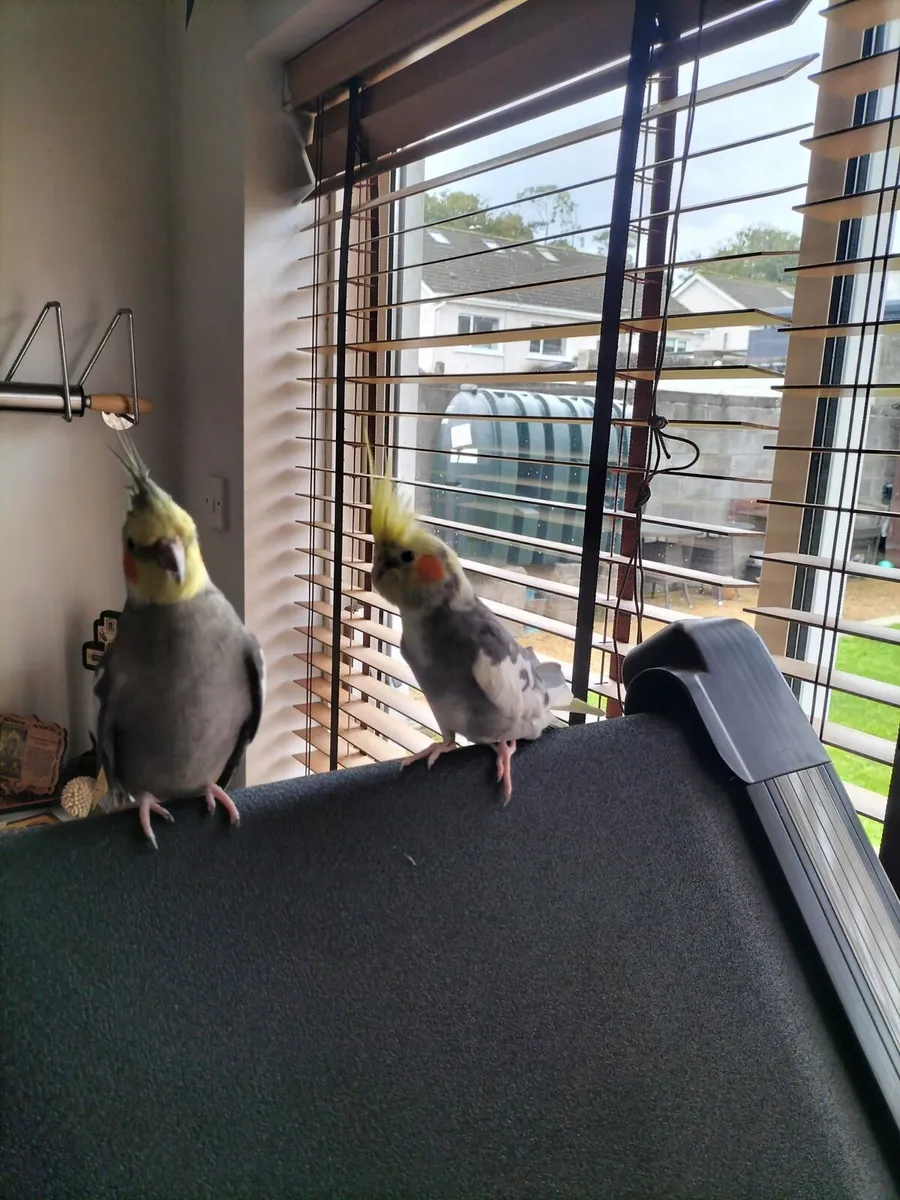 Cockatiels - Image 1