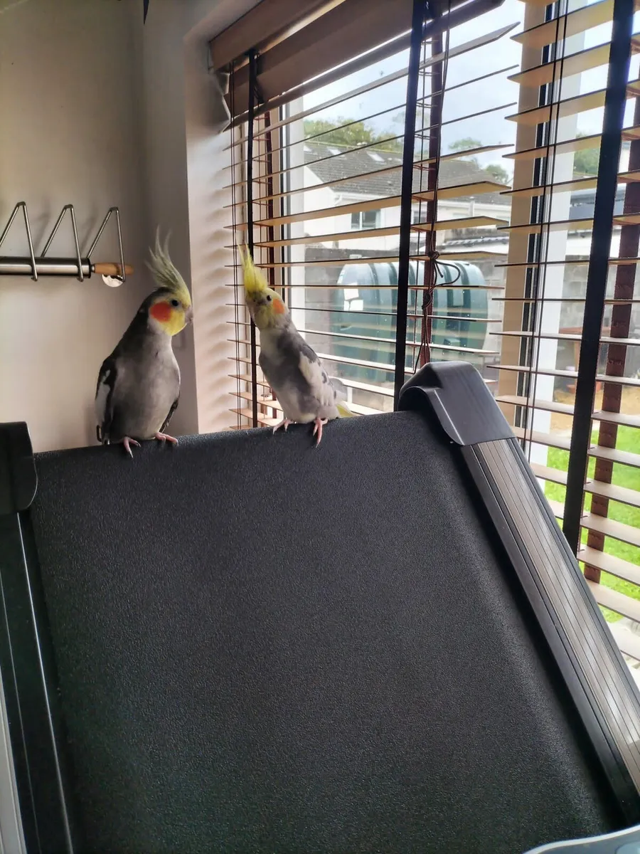 Cockatiels - Image 2