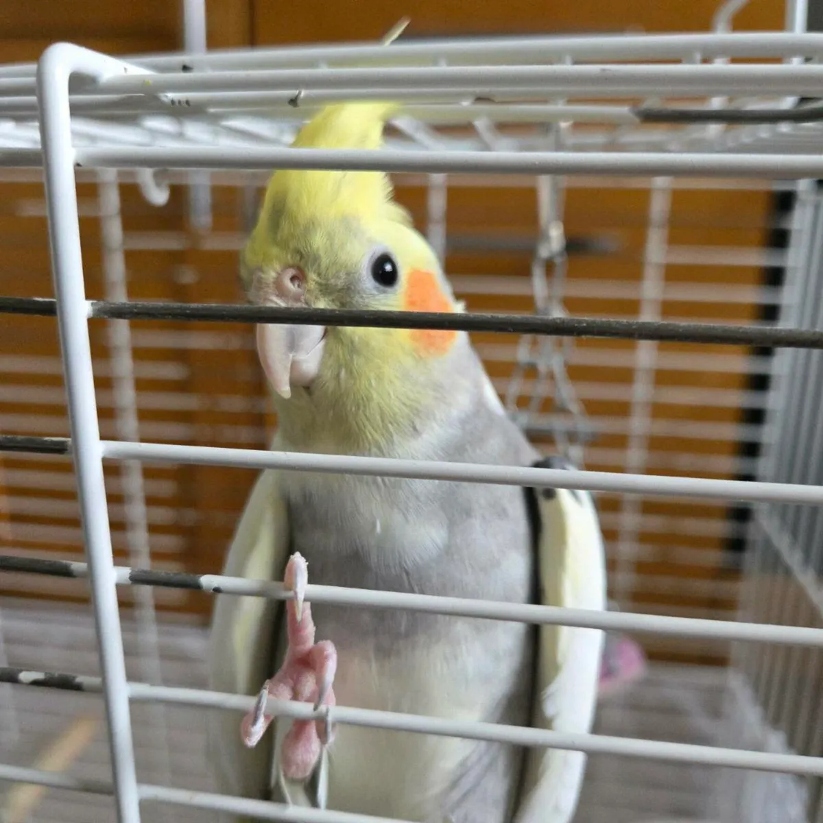 Cockatiels - Image 3